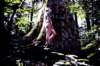 smokies80s_small.jpg