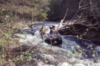 triptomainein198013_small.jpg
